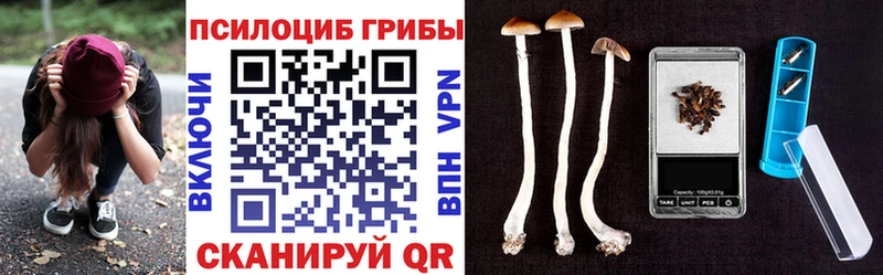 Купить  Щучье  Галлюциногенные грибы Psilocybine cubensis 